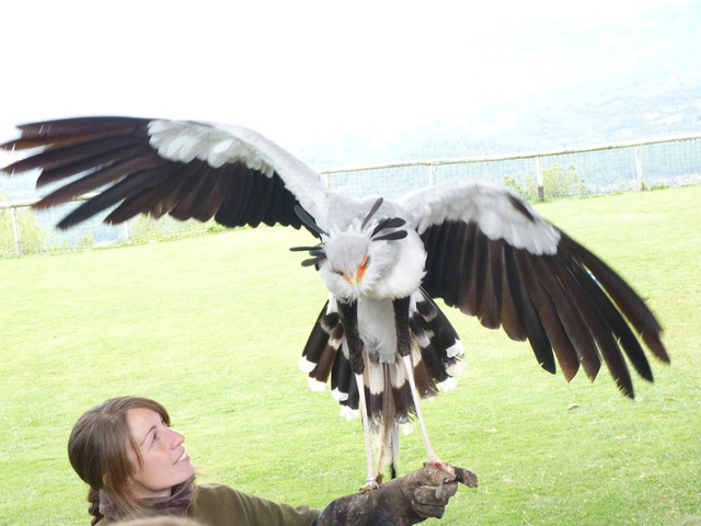 No s'ha trobat l'arxiu